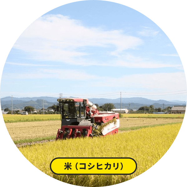 米（コシヒカリ）