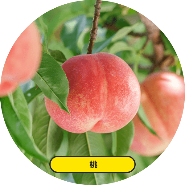 桃